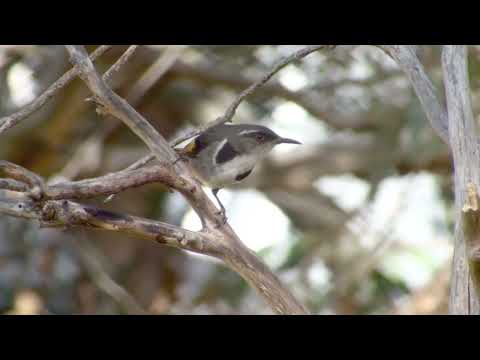 Medárik zlatokrídly (Phylidonyris pyrrhopterus) — správanie a biotop