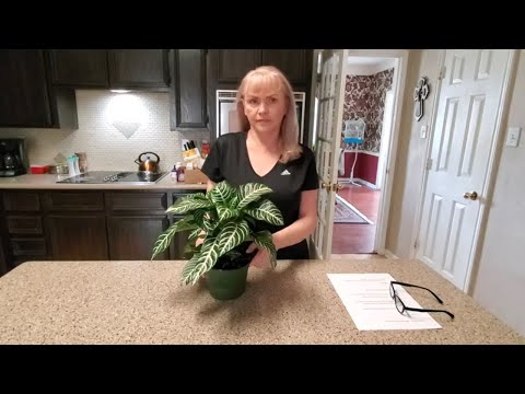 image-How do you care for aphelandra plants?