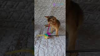 Meet Irys: Lively Abyssinian Kitten, Ruddy Beauty 😻💚 #AbyssinianKitten #RuddyAbyssinian