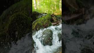 Enter a Peaceful & Beautiful Forest Sanctuary 💚 Welcome to Soothing Relaxation #relaxingmusic