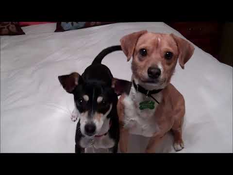 Benson, an adopted Beagle & Terrier Mix in Pasadena, CA_image-1