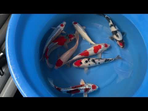 2022 SP-A006 Fukasawa Nisai Selected Mix 32-37 cm ORDER