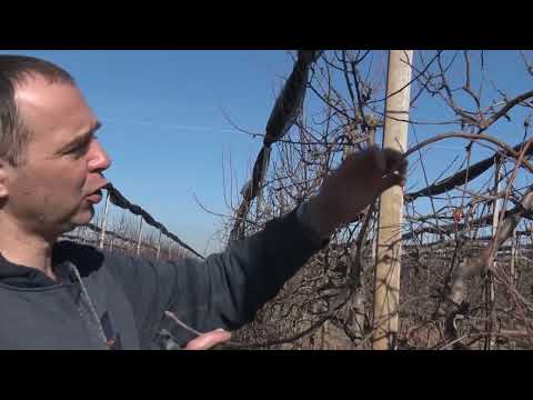 OREZIVANJE JABUKE - saveti zlata vredni