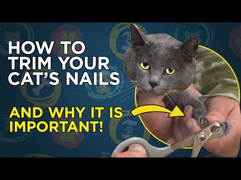 How To Trim Your Cat's Nails - VetVid Cat Care Video