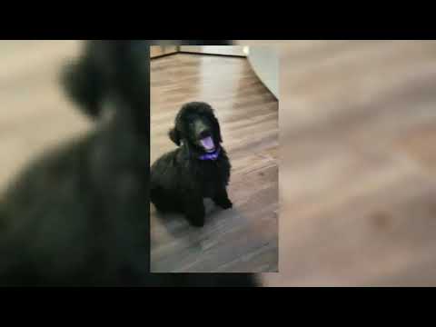 Avita learning her first commands