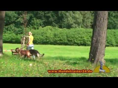 Vom Welpen bis zum Hund Deutscher Schäferhund Vax vom Hessenstein