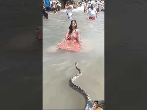 nomo nomo sankara #tiktok #viral #shortvideo #youtubeshorts #shorts #snake