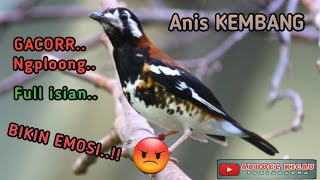 Download lagu MANTAP..!! ANIS MACAN GACOR FULL ISIAN, BIKIN EMOSI ANIS LAIN.. mp3 Download lagu MANTAP..!! ANIS MACAN GACOR FULL ISIAN, BIKIN EMOSI ANIS LAIN.. mp3