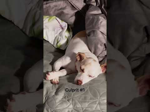 Who else lost claim to their bed?😩🛌🐕 #dogshorts #dog #doglife #dogmom #funnydogs #puppy #dogs