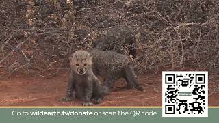 WildEarth need you to help us sight more adorable cheetah cubs till we source additional funding.
