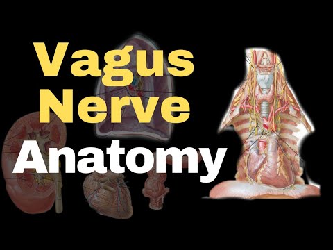 Neurology| Vagus Nerve| 10th Cranial Nerve: Origin,Nuclei,course, distribution,branches.