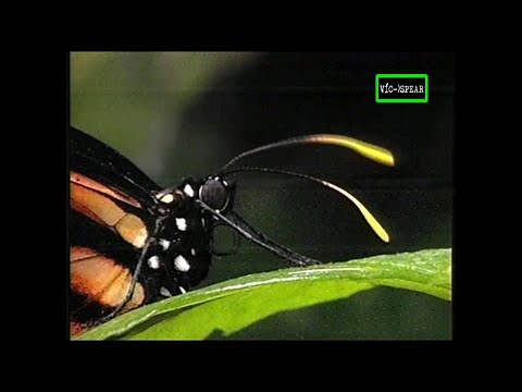 Las Mensajeras de los Dioses: Las Mariposas su vida diurna y nocturna - Documental (1997) E. Latino