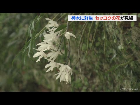 蘭に木炭や木灰を加えますか？その理由は次のとおりです。  庭園