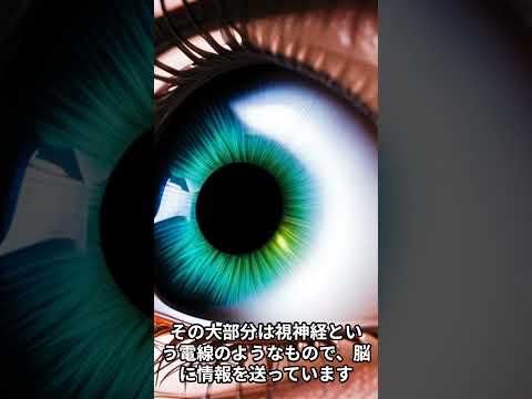 人間の目が通常よりも多くのものを見るとき