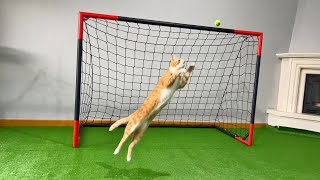 Download lagu Goalkeeper Cat Got Snubbed from World Cup! mp3