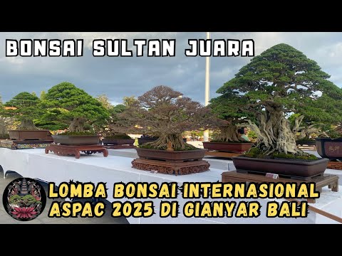 BONSAI SULTAN❗️LOMBA BONSAI TINGKAT ASIA PASIFIK ASPAC17 DI GIANYAR BALI