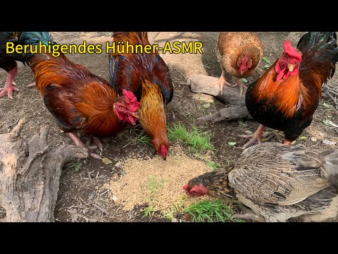 Entspannendes Hühner-ASMR – Natürliches Schmatzen & Körnerpicken zur Beruhigung