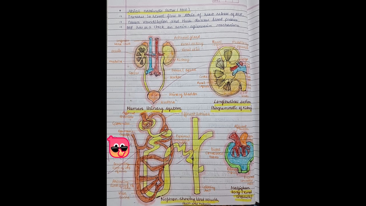 Biology class 11 ||  Chapter Excretory product and their elimination || Notes #neet #notes_making