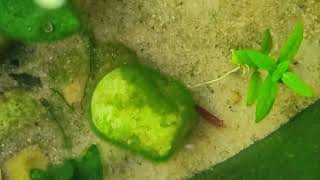 Medaka, Guppies, and Shrimp in Outdoor Tubs