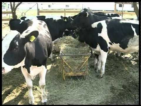 Independenta - Realitatea TV