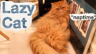 Lazy Cat - Conversation Cats #12