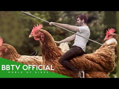10 Largest Chickens in the World You Never Knew Existed | Wildlife Documentary | BBTV Official