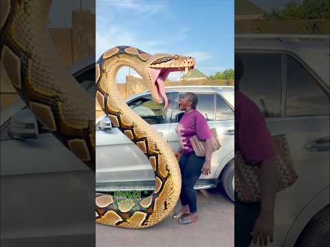 The snake man