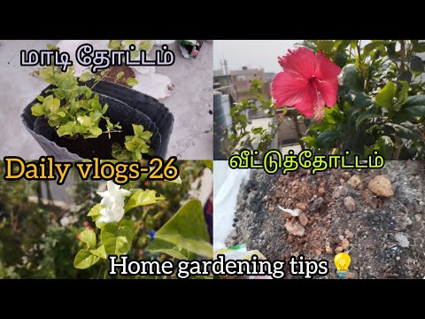 Daily vlogs-26 | வீட்டுத்தோட்டம் | Home gardening tips🍀| Terrace gardening🍀| Sivagami gardening