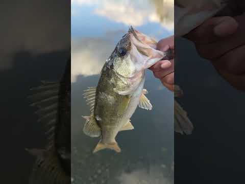 #lofi #beats #animation #fishing #hiphopmusic #bassfishing #musicgenre #bass