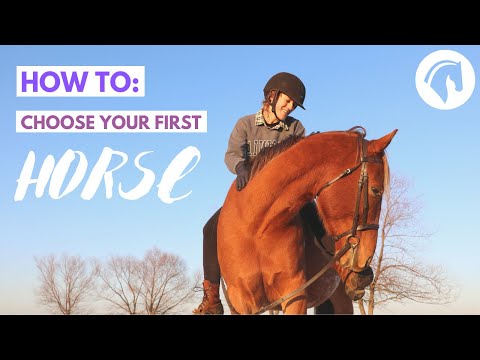 How to Choose Your First Horse! (COMPLETE GUIDE)