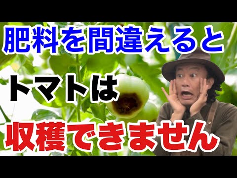 , title : '【大きな勘違い】実はトマトは肥料でダメになります　正しい肥料のあげ方教えます　　　【カーメン君】【ガーデニング】【園芸】【初心者】'