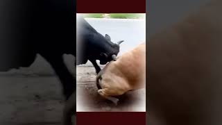 Download lagu sapi ngamuk#shorts mp3 Download lagu sapi ngamuk#shorts mp3