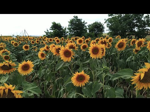 Подсолнух цветёт а в гнёздах не густо