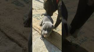 Other Puppies Videos