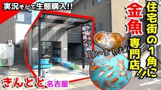 【生体購入】いよいよ桜錦お迎えしました！金魚専門店でお買い物ｗ