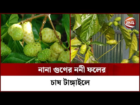 টাঙ্গাইলে বাণিজ্যিকভাবে চাষ হচ্ছে মহৌষধি 'ননী ফল' | Noni Fruit Tangail | Channel 24