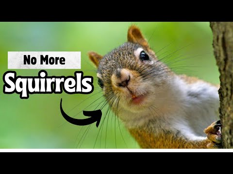 How to Keep Squirrels Out of Your Garden | 5 Tips