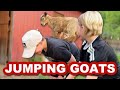 Goat Jumping