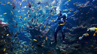 California · Steinhart Aquarium live stream