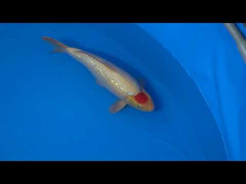 w1016n022 Ginrin Tancho Kohaku