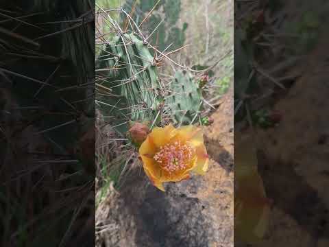 shaky shaky nature #nature #flowers #yt #ytshorts #ekmotahathighumechala