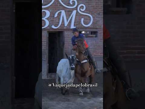 VERY BAR, NA SELA DE  VANDO, GENÉTICA DON PRINCIPE !