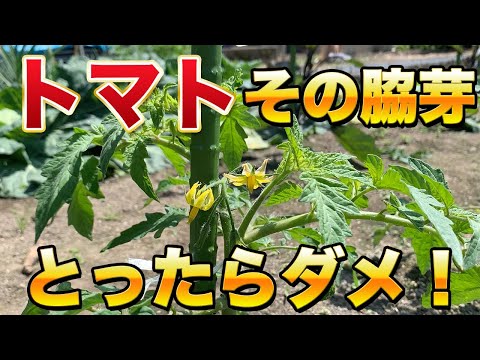 トマトの隣にどの花を植えますか?良い植物の組み合わせ  庭園