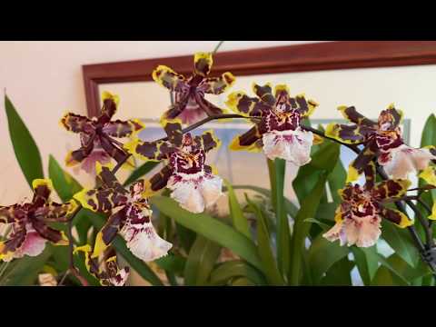 Growing Oncidium type orchids in Water