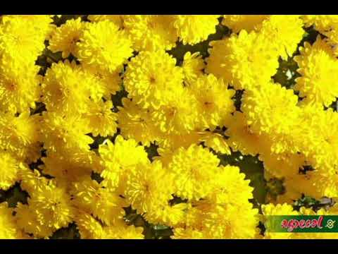 CHRYZANTEMY ZŁOCISTE 2022(vocal by Błażej Nowak)🙃😉🙃😉🙃😉