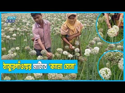 মৌমাছি কমে যাওয়ায় হাতের স্পর্শেই কৃত্রিম পরাগায়ণ