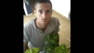במקום פרחים משרישים צמחים בבקבוקים