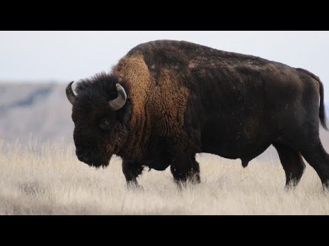 AMERICAN BISON - the largest mammal in North America