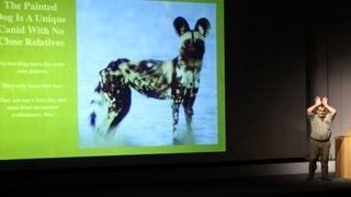preview picture of video 'Painted Dog Conservation: The Trials and Tribulations of Conserving an Endangered Predator'