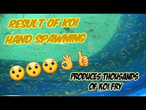 Result of koi breeding/hand breeding | Successful breeding/hand spawning |